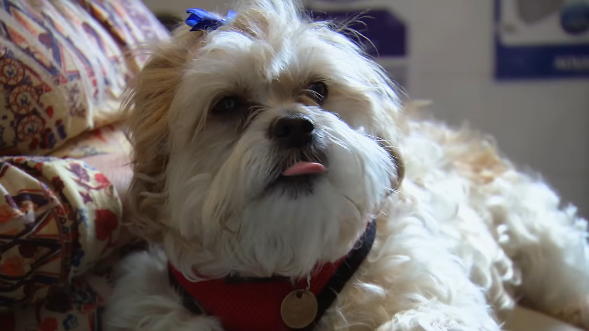 This Dog Carried His Pain of Neglect for Years That Relief Brought Tears