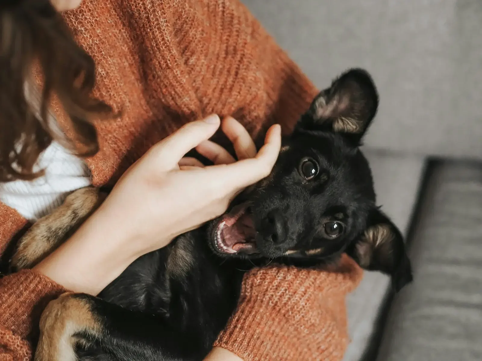 Interação entre pessoas e cachorros pode impactar a saúde emocional.