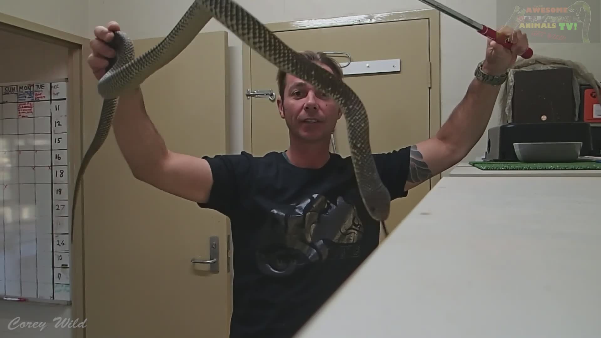 Feeding venomous snakes | Caught on camera