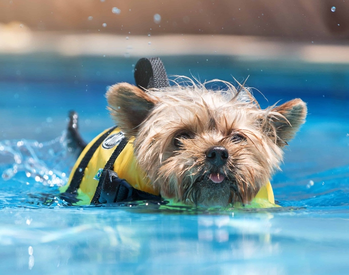 Dog pool safety 101: Teach your dog to swim this summer