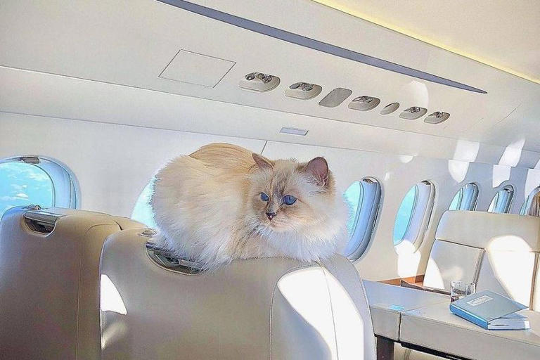 An indoor image depicting a cat perched on the armrest of a chair in a luxurious setting, possibly within a private aircraft. The cat appears relaxed, gazing towards the windows while the interior of the aircraft features plush seats and a polished, well-lit environment.