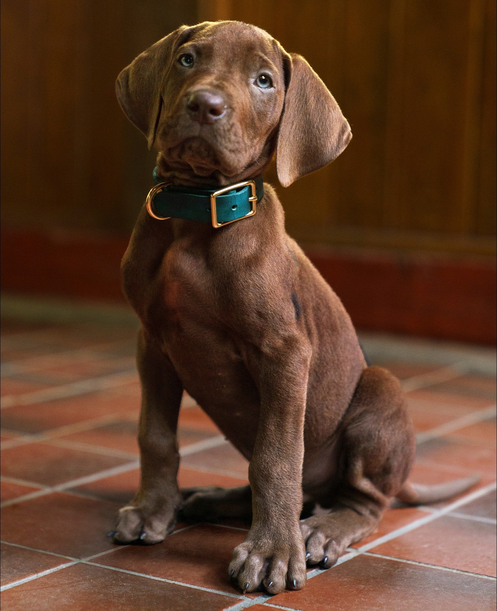 Scooby-Doo: Origins reveals first look at Netflix's live-action Scooby