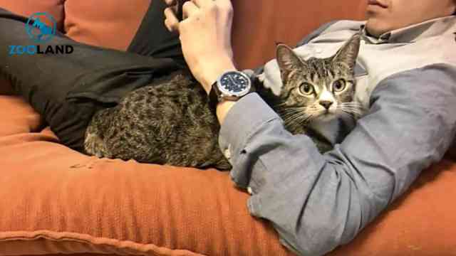 Curated visual reference: Cat Pregnancy Exhaustion Causes Reference: Adorable And Funny Cat Pregnancy Moment