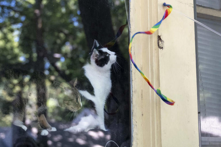 Social media made 'cat tours' viral in 2024. Now Sacramento has its own