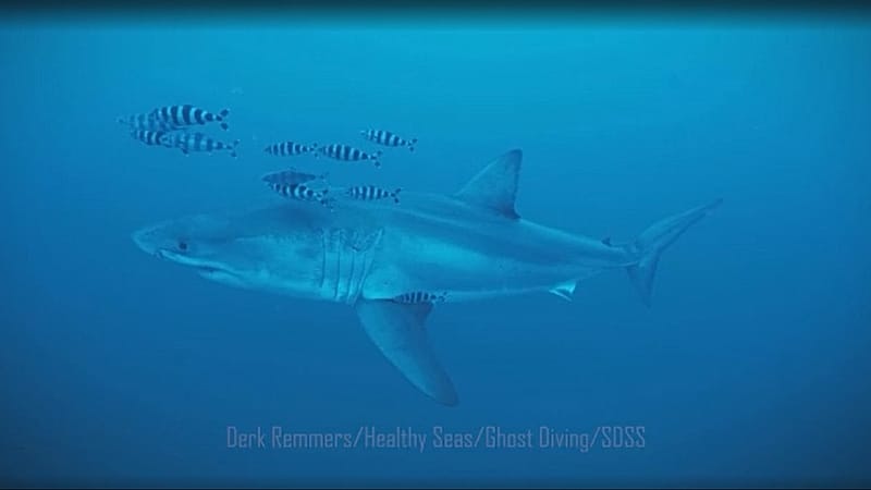 Un grand requin blanc filmé pour la première fois en Méditerranée