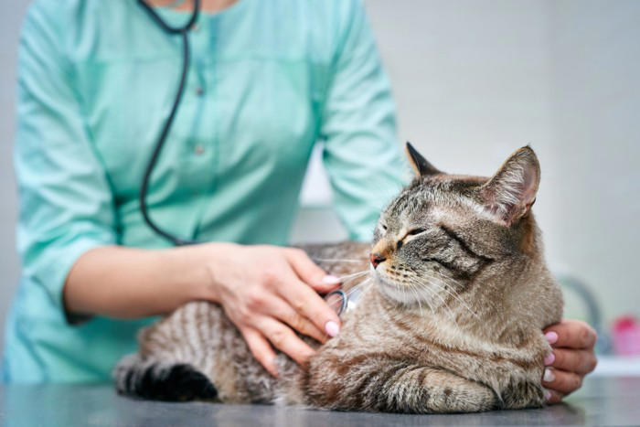 愛猫を『動物病院』へ診察に連れて行くときの注意点7選 守るべきマナーや猫のストレスを減らす工夫まで