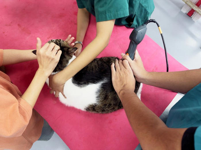 愛猫を『動物病院』へ診察に連れて行くときの注意点7選 守るべきマナーや猫のストレスを減らす工夫まで