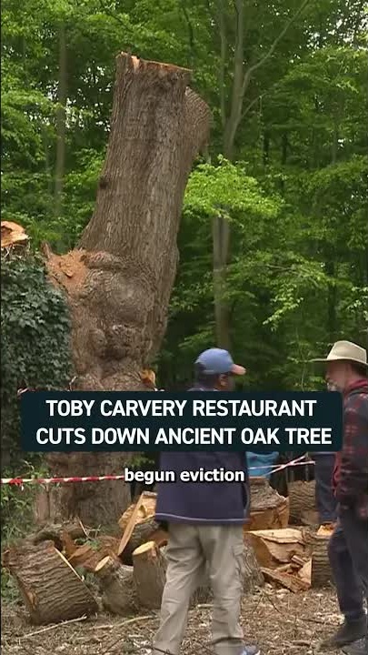 Toby Carvery faces eviction after destroying ancient oak tree