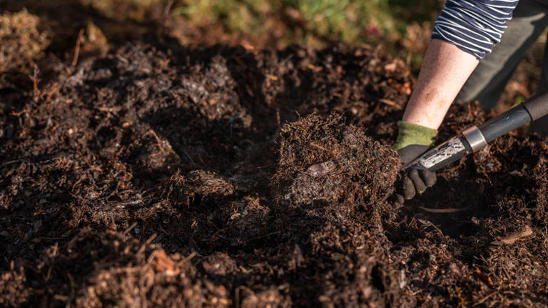 12 simple tips and tricks to make your tomatoes grow faster