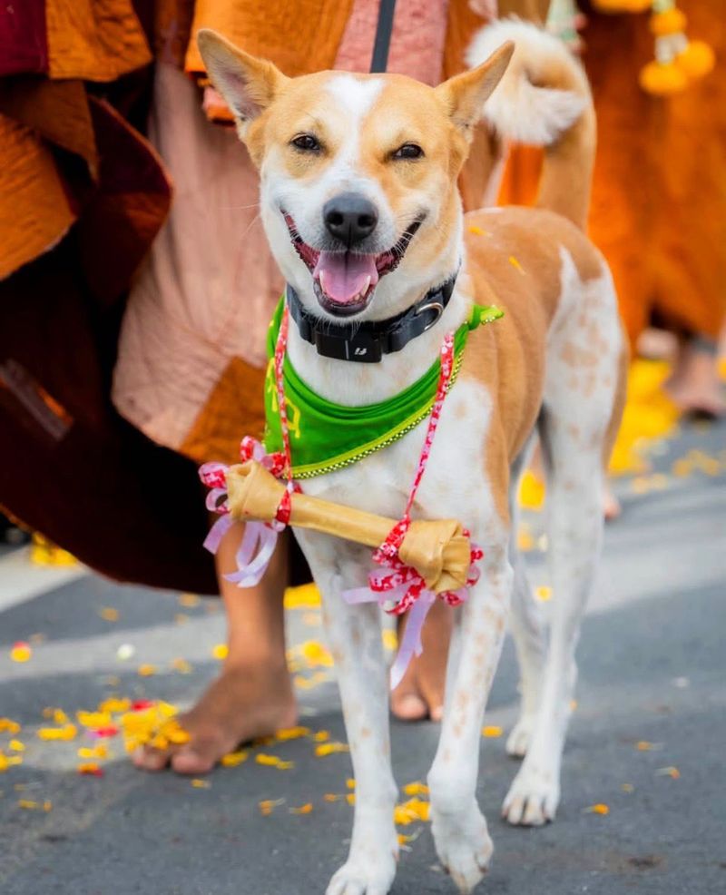 Aloka, the peace dog, comes to India amid debate on community animals