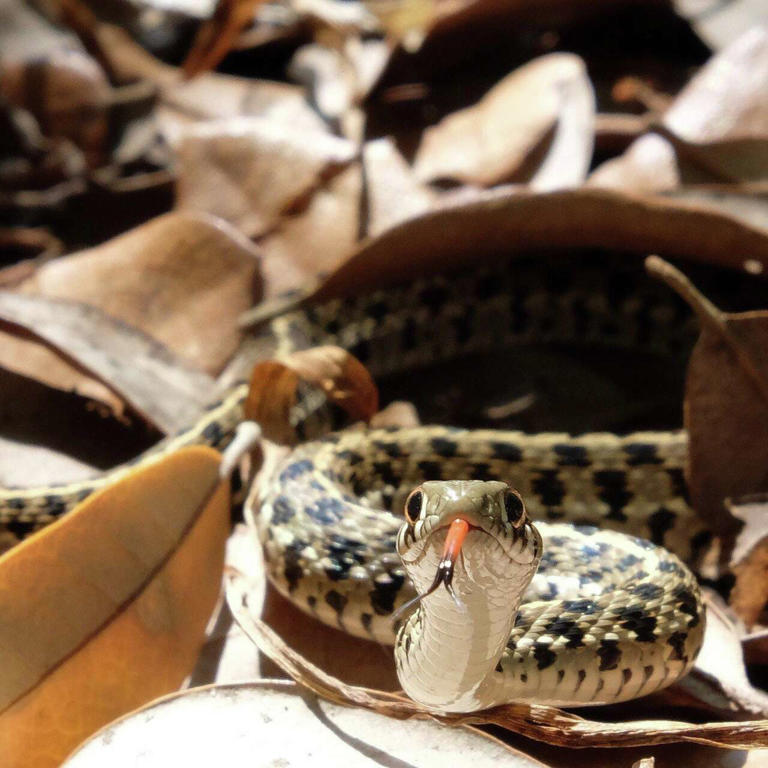 Austin snakes guide: Venomous and harmless species you may see this summer