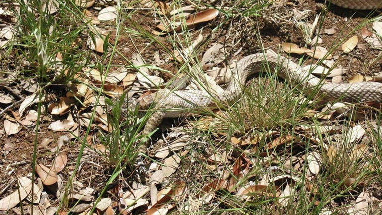 Austin snakes guide: Venomous and harmless species you may see this summer