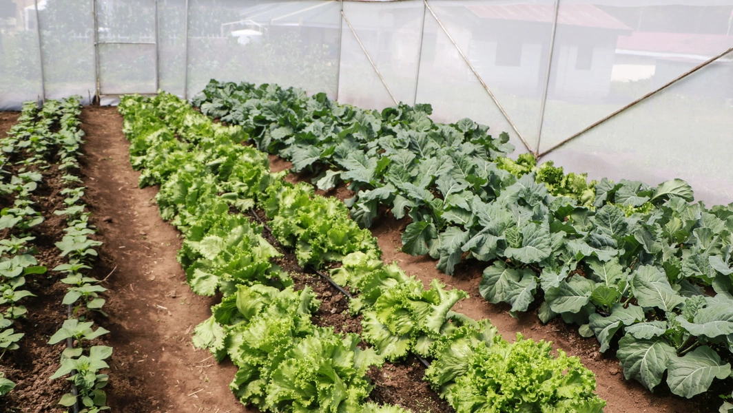 greenhouse-dreams-for-every-backyard-gardener