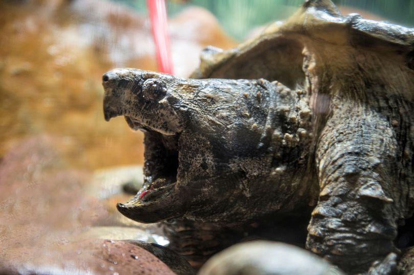'Extremely dangerous' turtle that can 'slam hand like car door' sparks ...