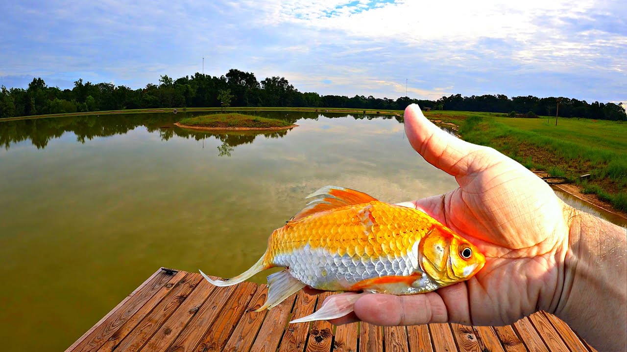 Building a 5 acre pond! (Adding 300 goldfish)