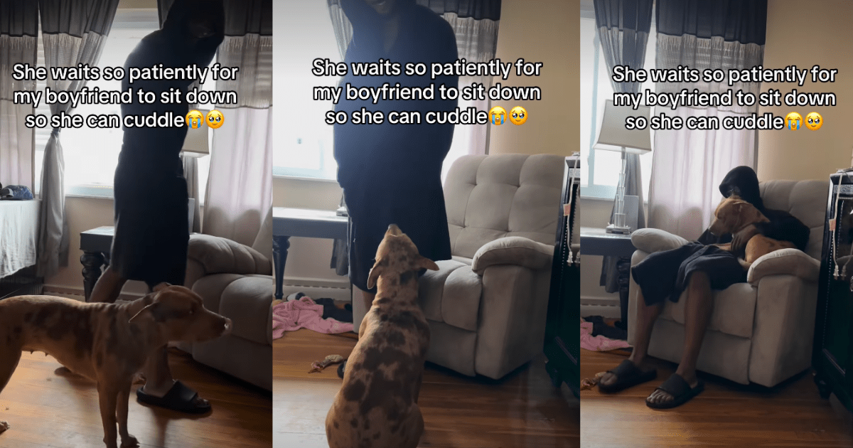 Bully practically claims owner's boyfriend when it's cuddle time