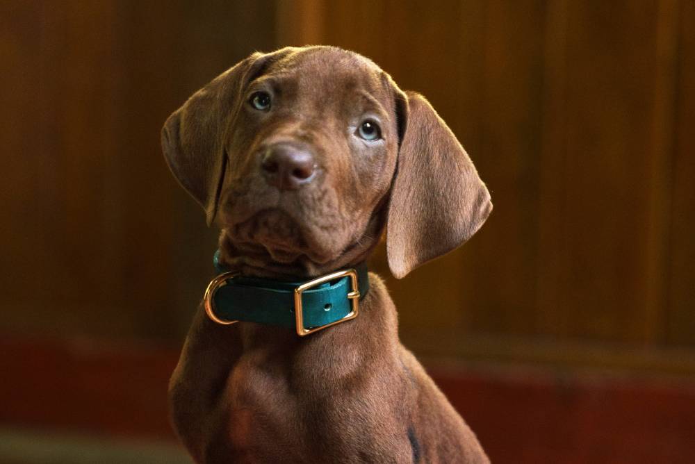 'ScoobyDoo' liveaction series sets first look, to drop in 2027