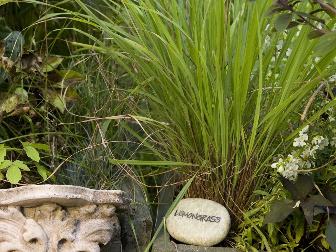 Lemongrass growing in a garden with a labeled stone identifying it