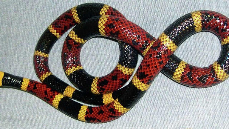 Snake season is booming in Central Texas. Here's what to do if one shows up
