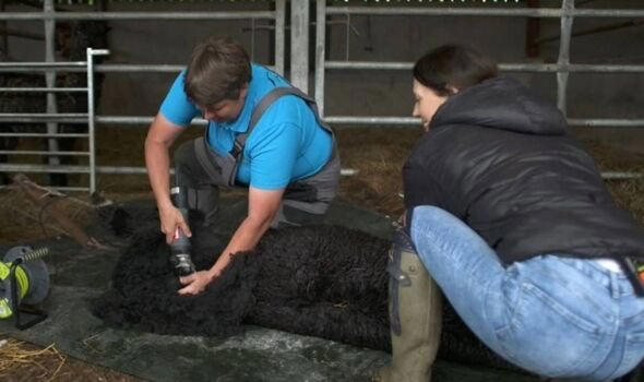 Kelvin Fletcher bids farewell on family farm to beloved animal