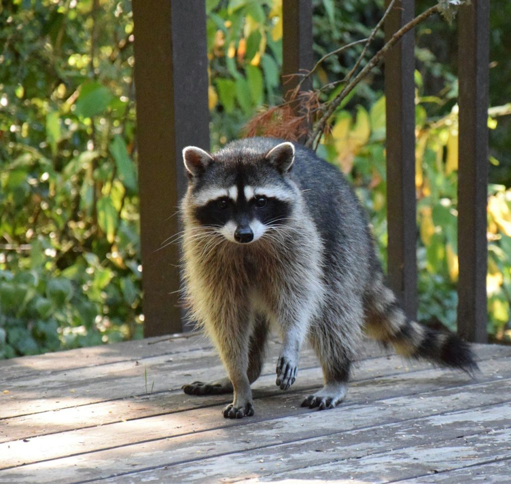 Raccoons may be self-domesticating and could become future pets