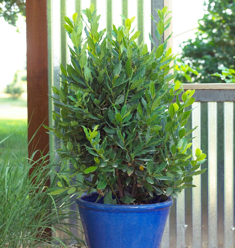 Bay laurel plant