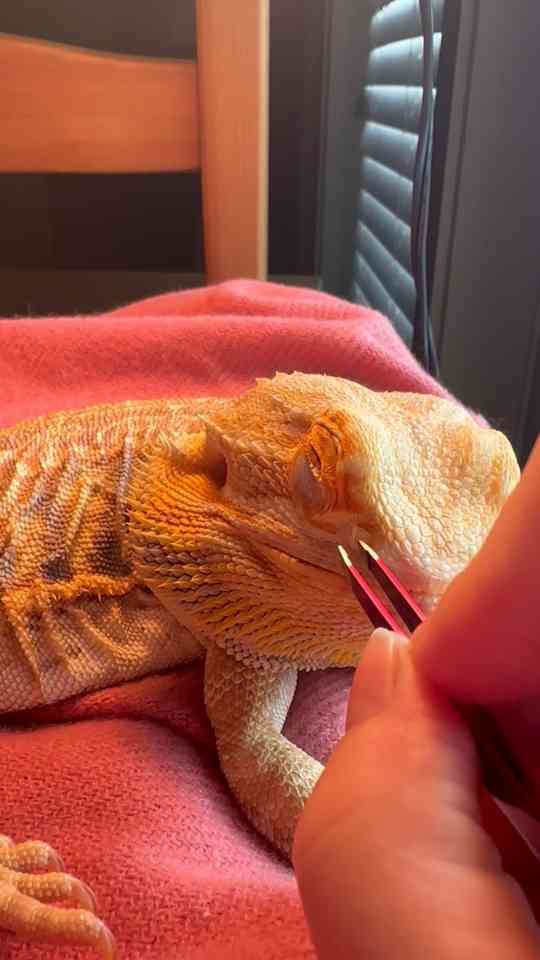 Bearded dragon shows its grumpy side