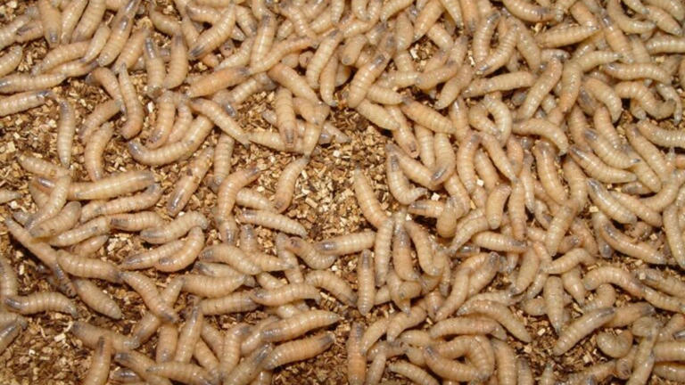 TRACK: Map shows where screwworm cases are in Texas