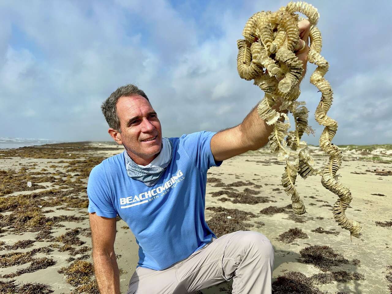 Beachcombing: Lightning whelk egg casings on the Texas coast