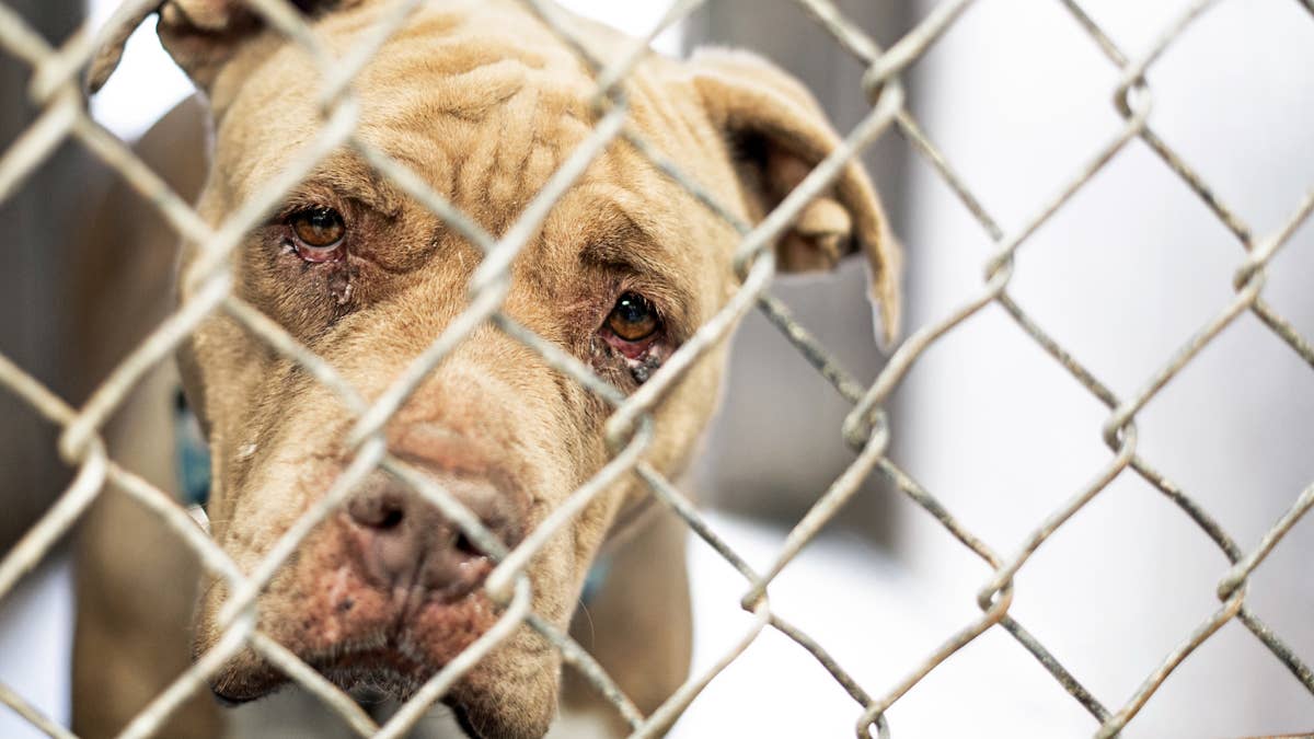 Rescue pit bull 'comes back to life' in shelter and dreams of a forever ...