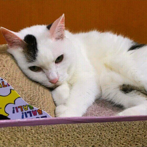 梅雨時に体調を崩す猫は多い!?　猫が「梅雨バテ」する原因と対策方法