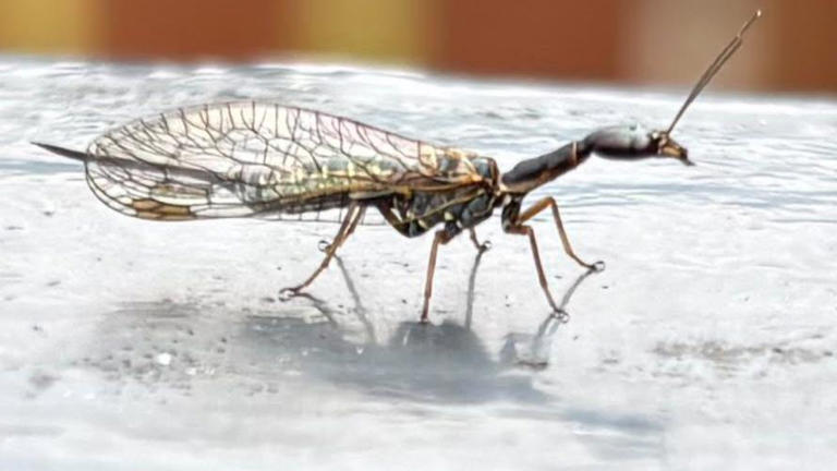 Rarely seen predatory snakefly spotted in Inverness garden