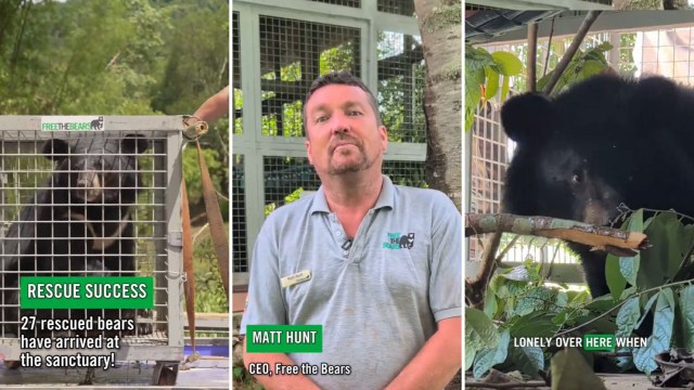 27 stolen moon bears touch grass and taste honey for the first time ...