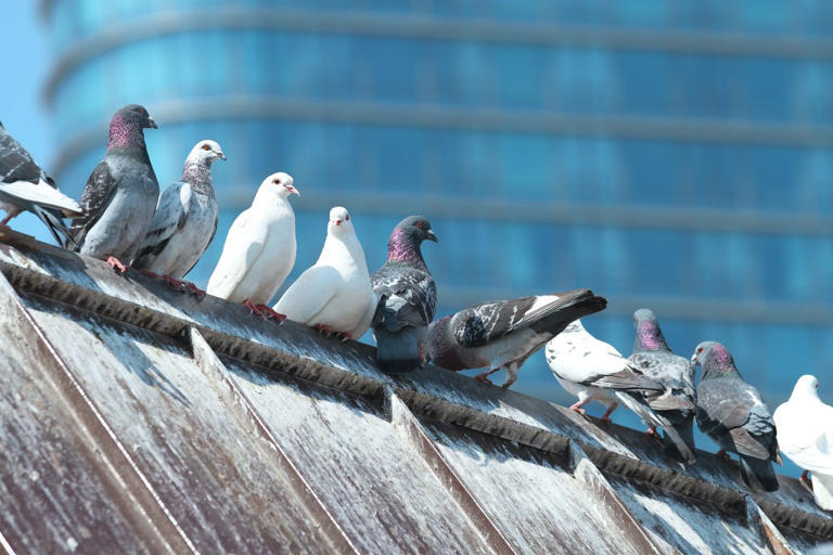 City birds are more scared of women than men and researchers can’t ...