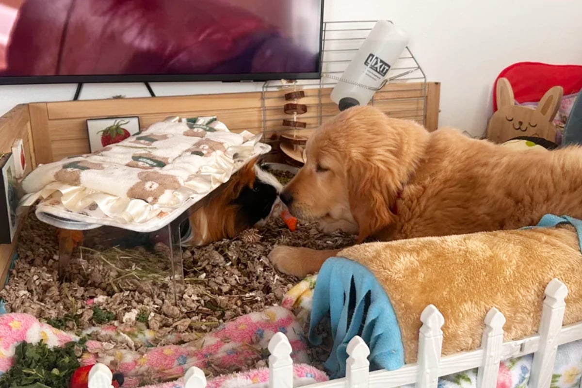 dog-keeps-sneaking-into-guinea-pig-cage-for-sweetest-reason-he-trusts