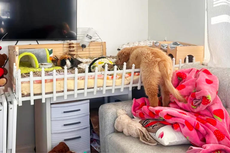 dog-keeps-sneaking-into-guinea-pig-cage-for-sweetest-reason-he-trusts