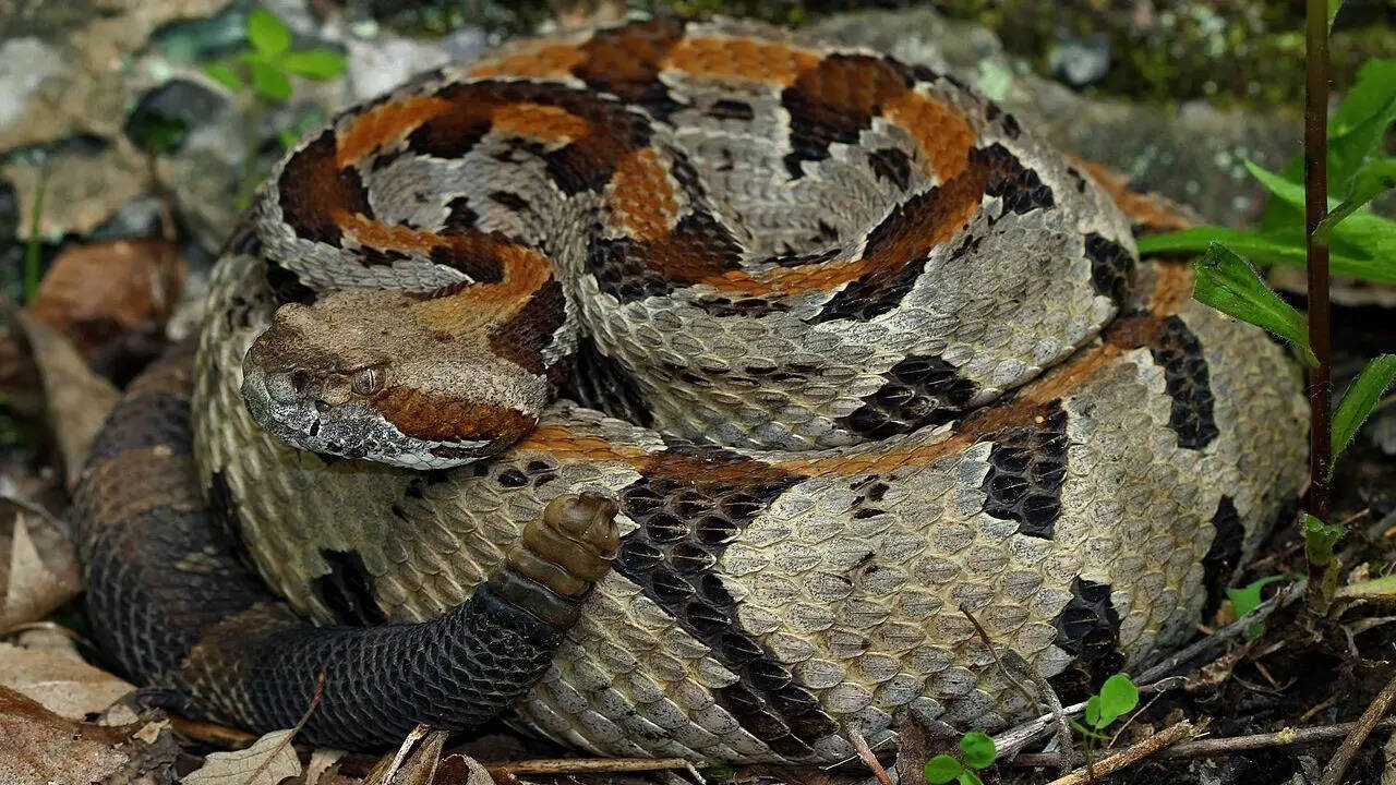How to identify a timber rattlesnake: The hidden signs of Crotalus ...