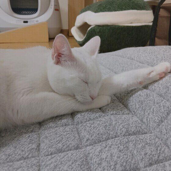 梅雨時に体調を崩す猫は多い!? 猫が「梅雨バテ」する原因と対策方法