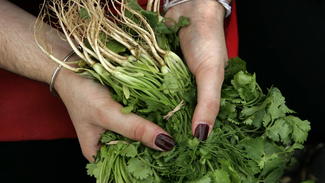 Cilantro pesto variations, uses, and storage tips