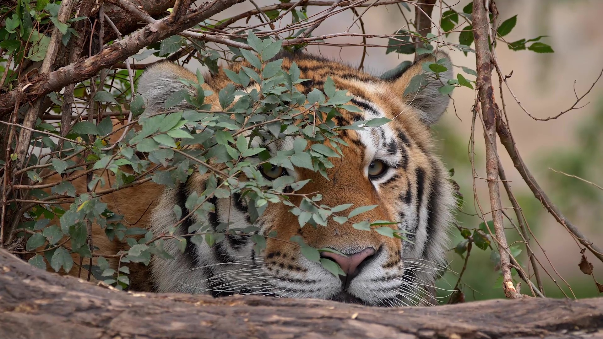 zeldzaam-moment-waarin-een-siberische-tijger-zijn-prooi-observeert