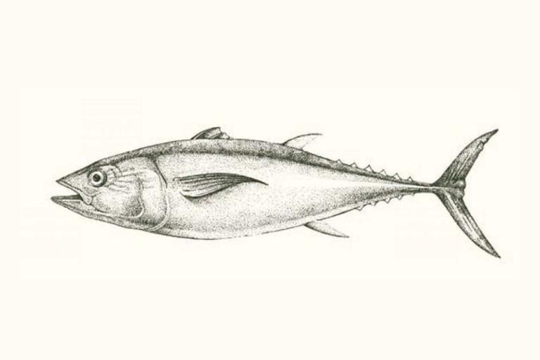 Healing food – fish