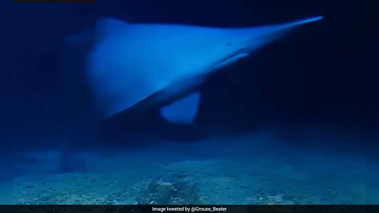 Watch: Scientists capture first-ever footage of a live goblin shark in ...