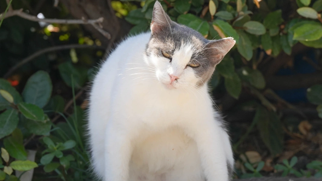 Understanding why cats become distant