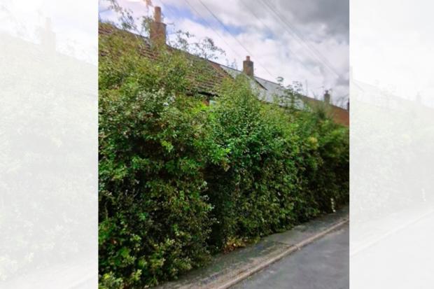 Wheelchair user unable to leave home as neighbour's overgrown bushes ...