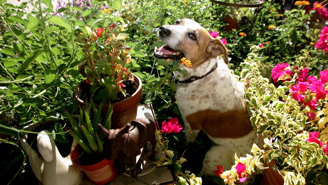 16-common-plants-that-endanger-pets