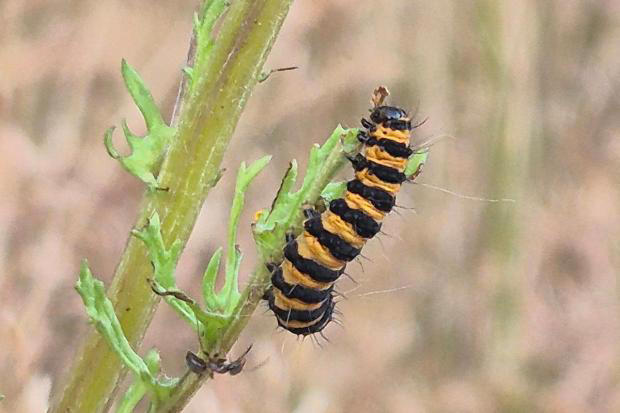 14 caterpillars you can spot around Dorset and when you can see them