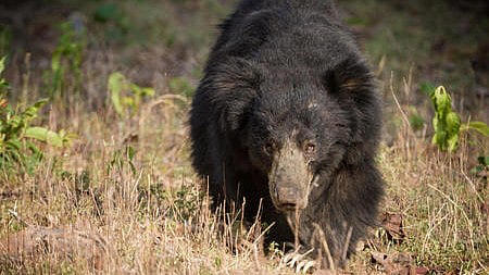 Sloth bear captured, released in Kodamadi forest