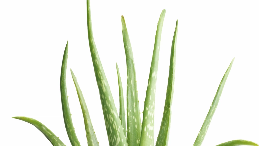 16-common-plants-that-endanger-pets