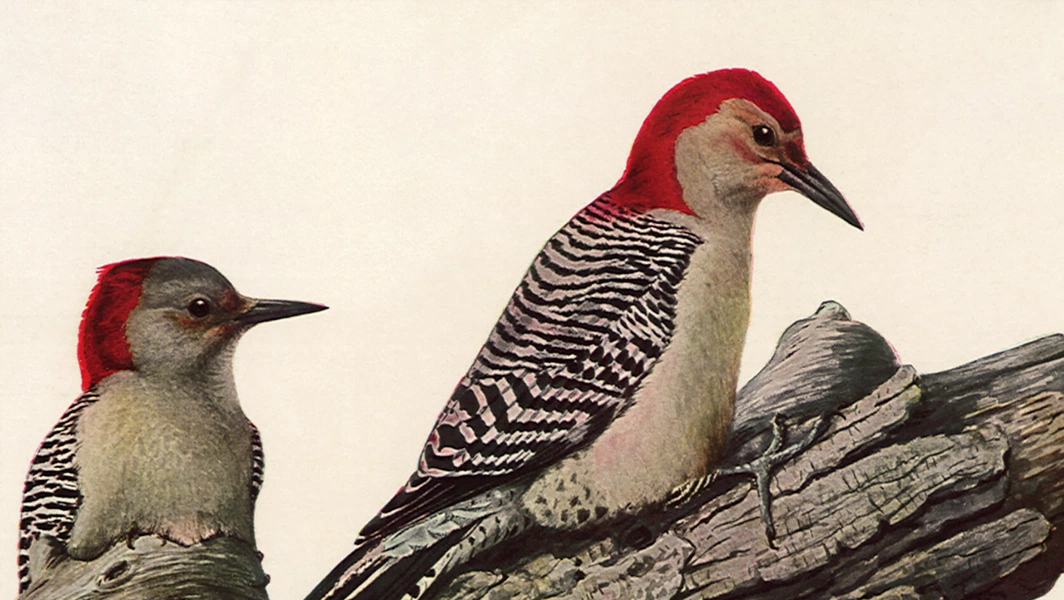 Red-bellied woodpecker identification and ecology