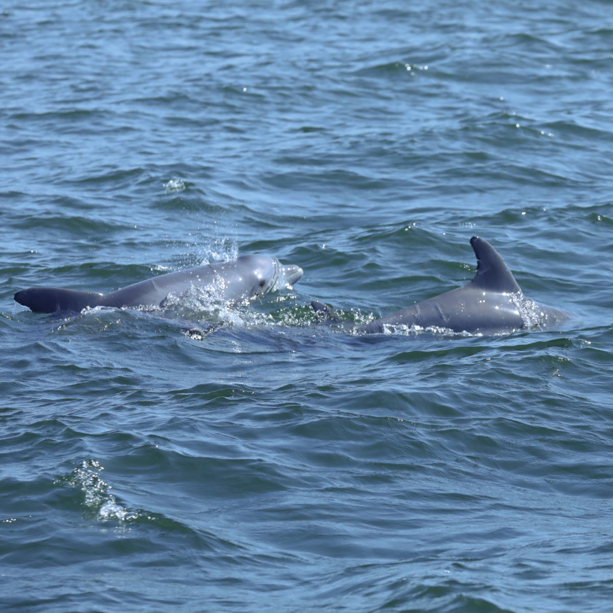 Dolphins on the Southern Rose Dolphin Tour